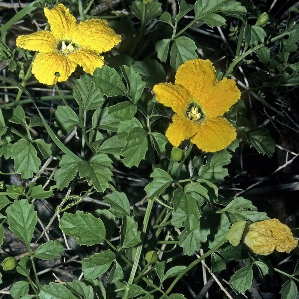 Изображение цветущее растение