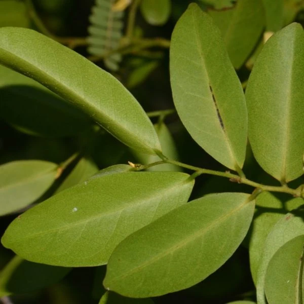 Изображение листья