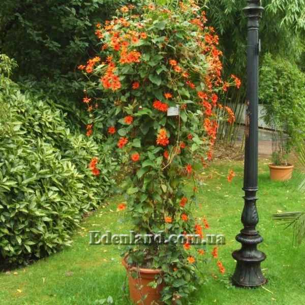 Изображение цветущее растение