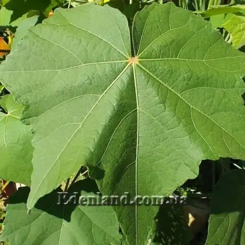 Зображення Гібіскус мінливий - Hibiscus mutabilis