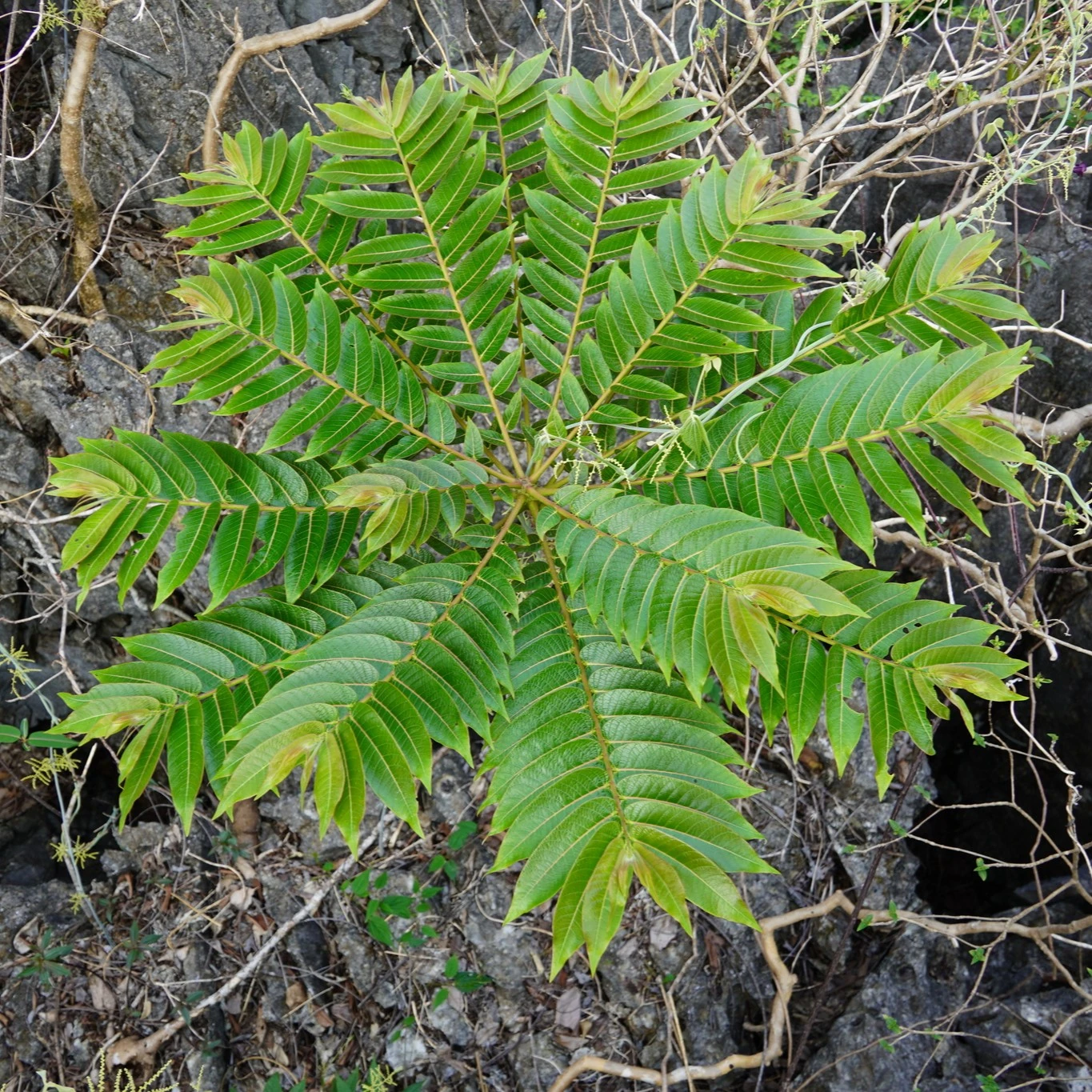 Зображення Філантус чудовий - Phyllanthus mirabilis 