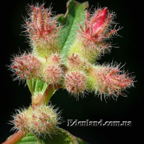 Изображение бутоны