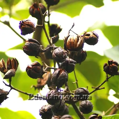 Изображение созревшие плоды