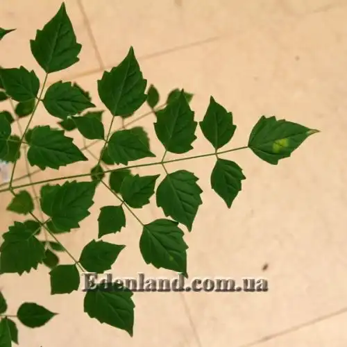 Изображение Миллингтония садовая - Millingtonia hortensis 