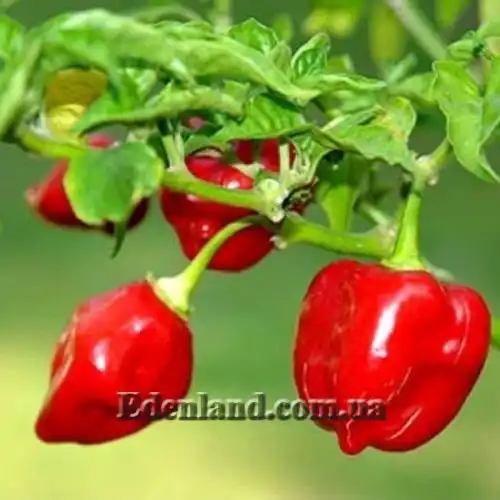 Перець Хабанеро Ред Савіна - Habanero Red Savina