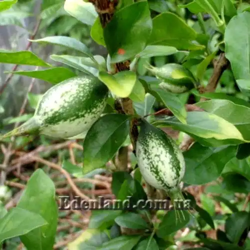 Изображение зеленые плоды