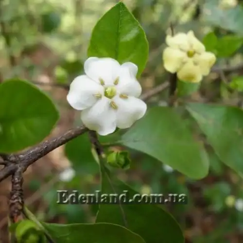 Зображення Тамілнадія болотна - Tamilnadia uliginosa