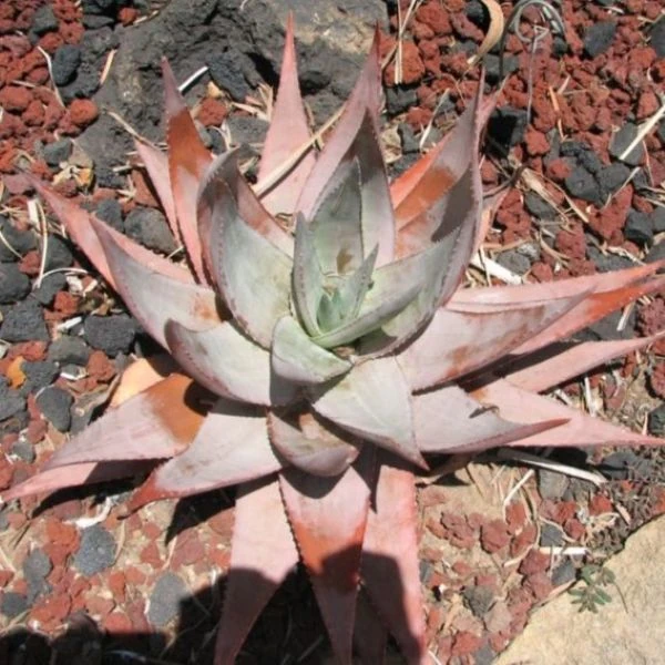 Зображення Алое Чабаудії - Aloe chabaudii