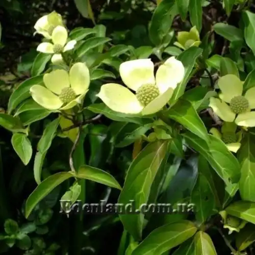 Изображение Кизил головчатый - Cornus capitata 