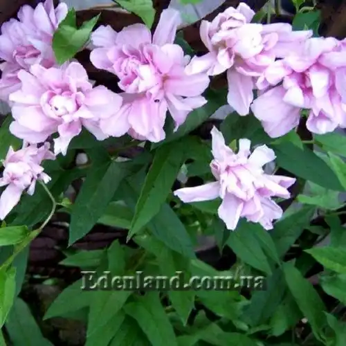 Изображение Калистегия плющевидная - Calystegia hederacea 