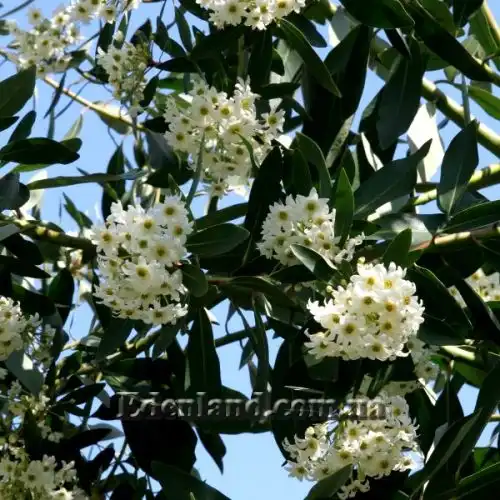 Изображение Дримис Винтера - Drimys winteri