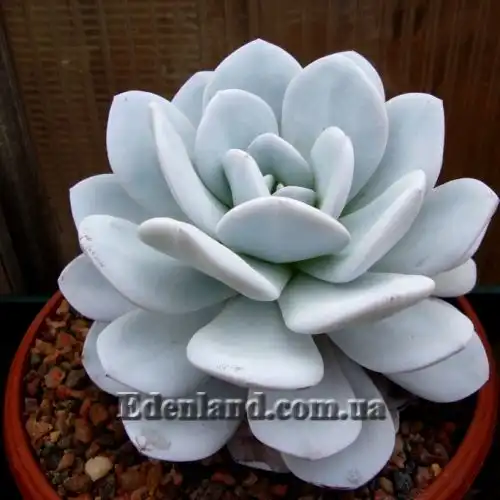 Эчеверия (Эхеверия) Лау - Echeveria laui