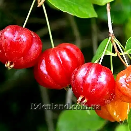 Изображение Евгения одноцветковая - Eugenia uniflora