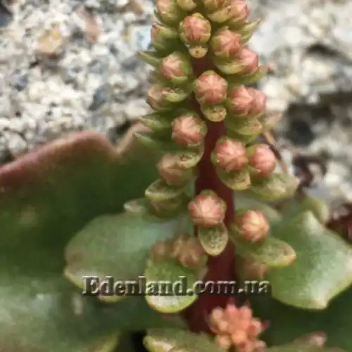 Изображение Умбиликус скальный - Umbilicus rupestris 