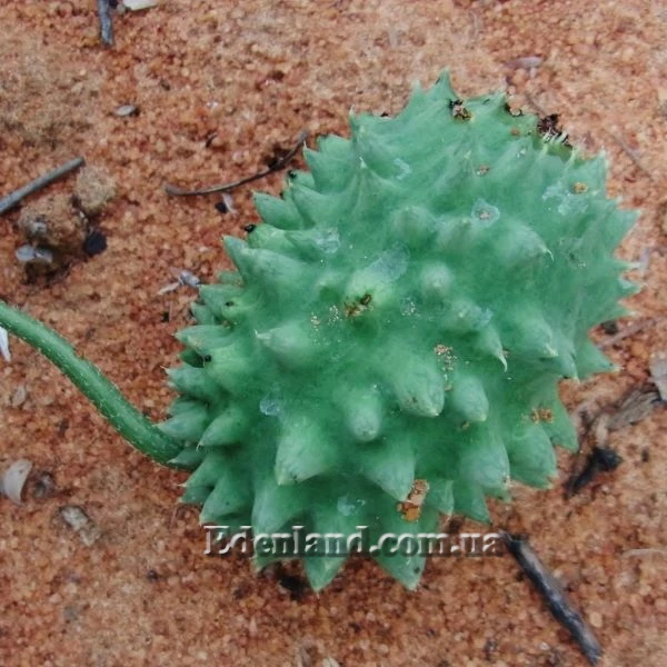 Изображение незрелый плод