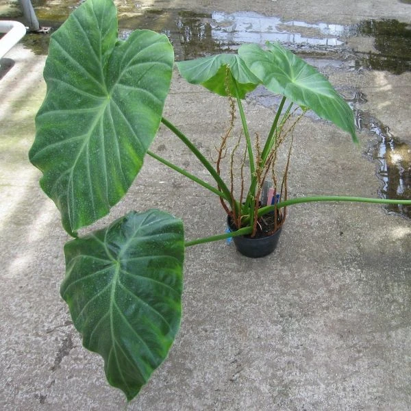 Ремусатия Гукера   - Remusatia hookeriana 