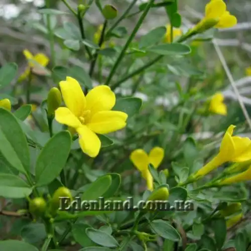 Зображення Жасмин чагарниковий - Jasminum fruticans