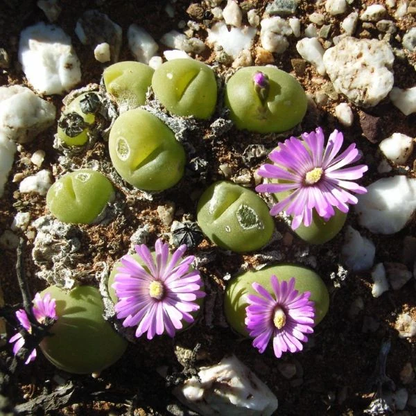 Зображення Гіббеум горіховидний - Gibbaeum nuciforme