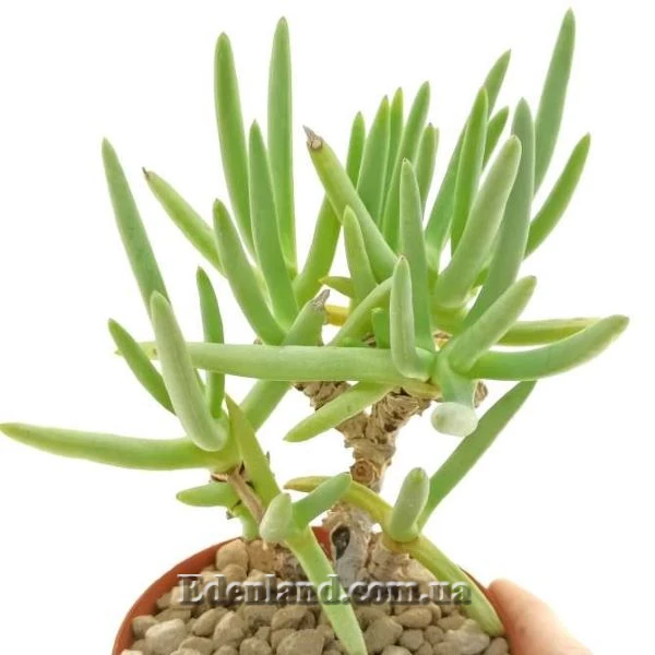 Изображение Цефалофиллум Альстона  - Cephalophyllum alstonii