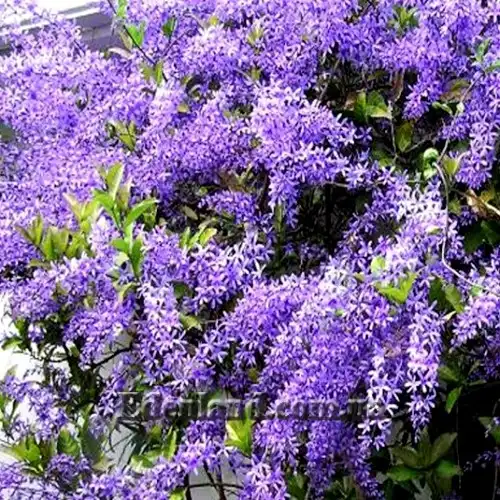 Изображение Петрея вьющаяся - Petrea volubilis