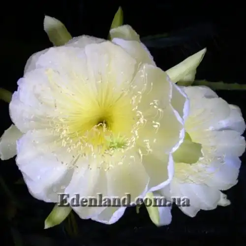 Зображення Гілоцереус великоквітковий - Hylocereus megalanthus 