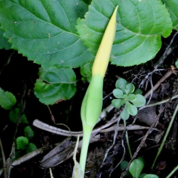 Изображение Ремусатия Гукера   - Remusatia hookeriana 