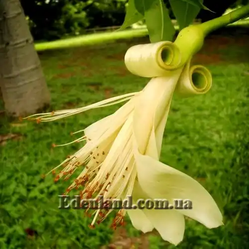 Зображення квітка