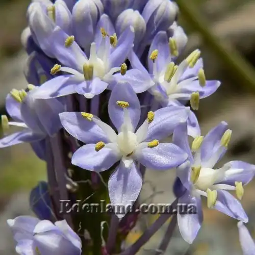 Зображення Мервілла свинцева - Merwilla plumbea