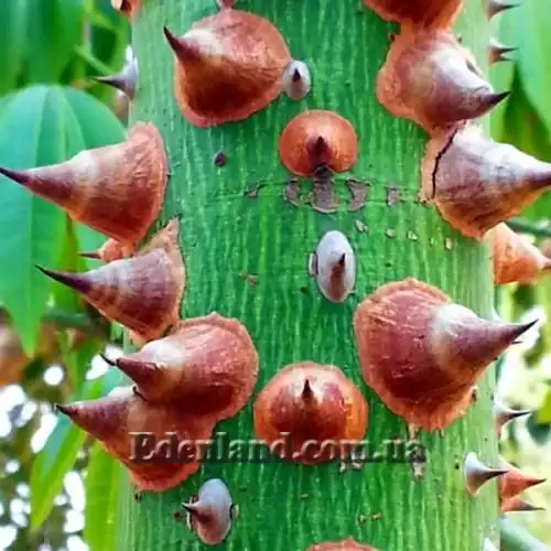 Зображення кора