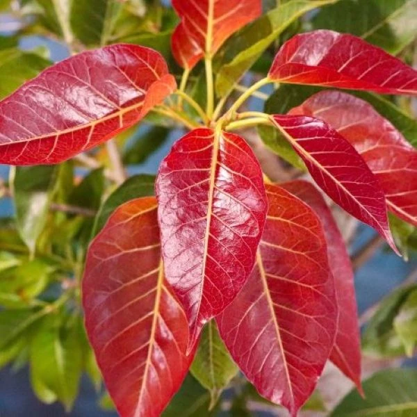 Зображення Фікус величезний - Ficus ingens 