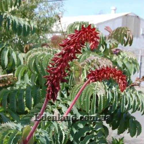 Зображення Меліантус великий - Melianthus major 