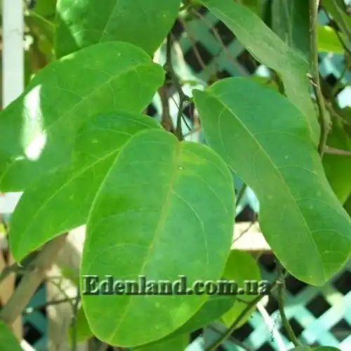 Изображение лист