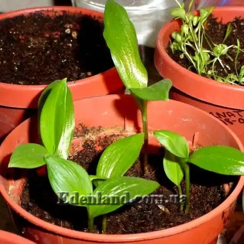 Изображение Глориоза Ротшильда - Gloriosa Rothscildiana