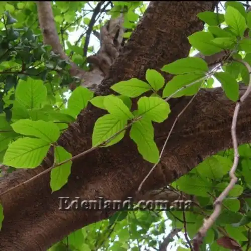 Зображення ліана