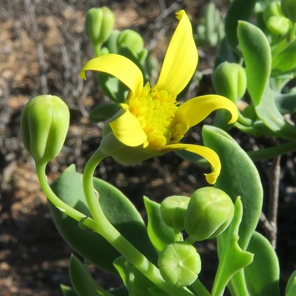 Зображення Отонна дуболиста - Othonna quercifolia