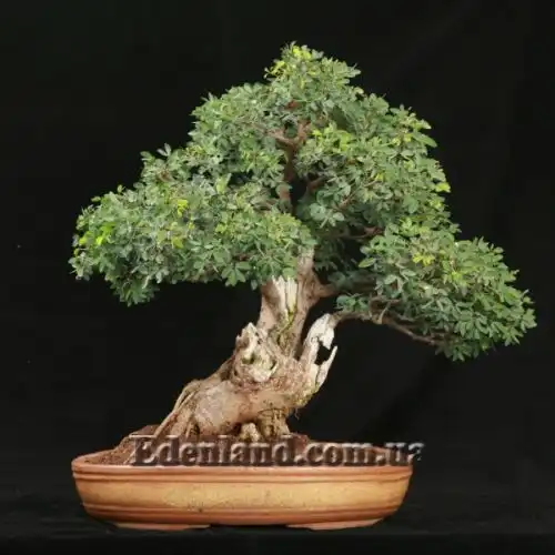 Изображение Питецеллобиум сладкий - Pithecellobium dulce