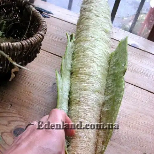 Зображення стиглий плід