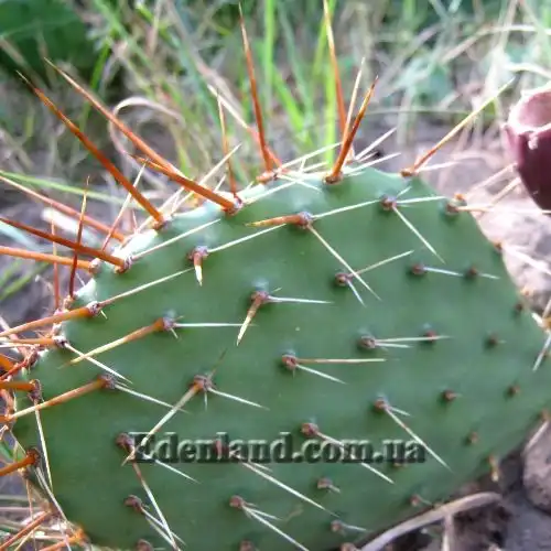 Опунция темноколючковая - Opuntia phaeacantha