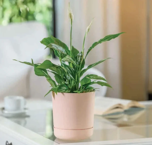 Вазон для квітів круглий Satina