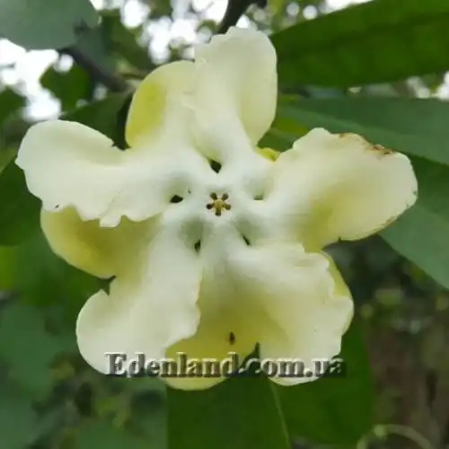 Изображение Воаканга Туара - Voacanga thouarsii 