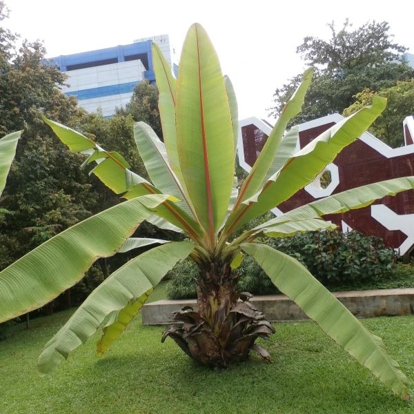 Энсета Леконгкиета - Ensete lecongkietii
