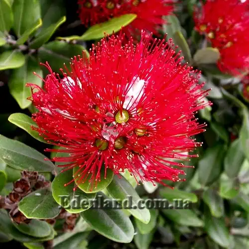 Изображение Метросидерос высокий - Metrosideros excelsa