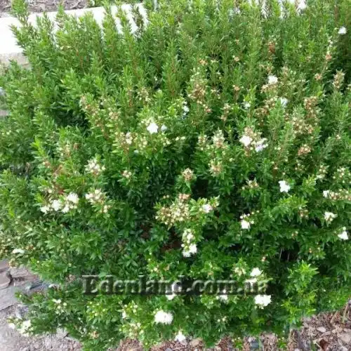 Изображение Мирт обыкновенный белоплодный - Myrtus communis var. leucocarpa