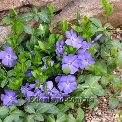 Изображение Винка минор (барвинок) - Vinca minor