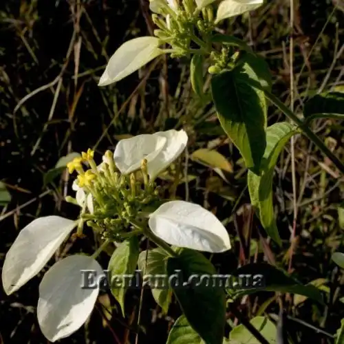Зображення Мусенда Сандера - Mussaenda sanderiana 