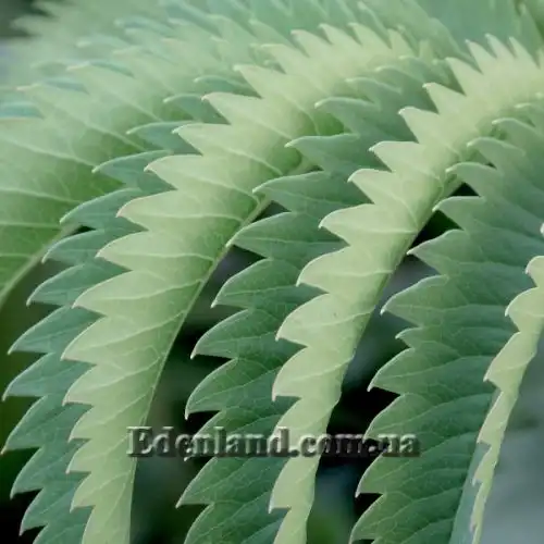 Зображення Меліантус великий - Melianthus major 