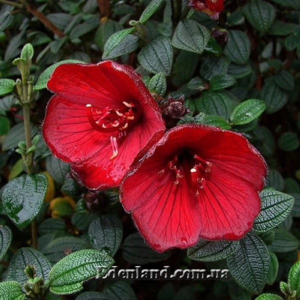 Тибухина гросса - Tibouchina grossa