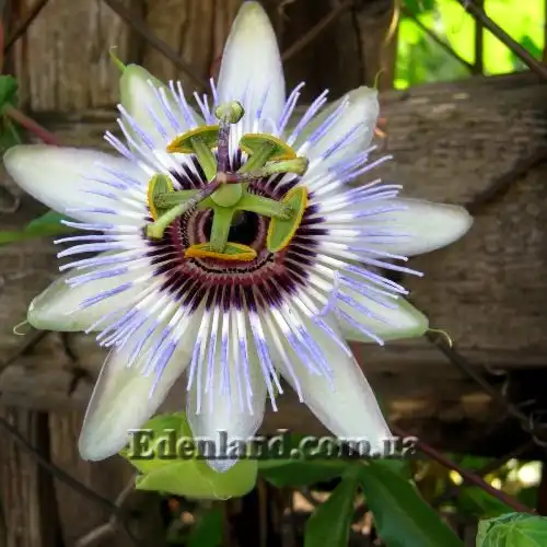 Изображение цветение