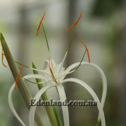 Изображение цветок