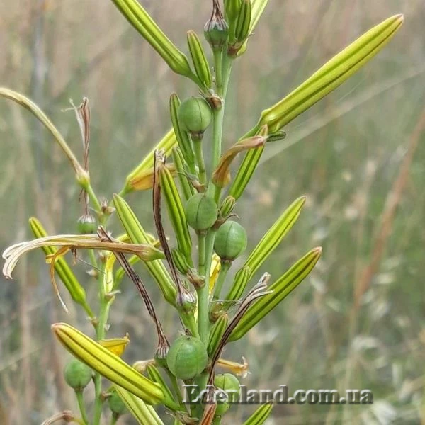 Изображение бутоны и семенные капсулы